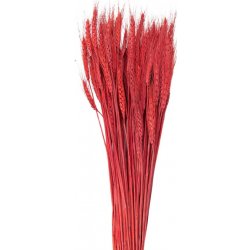 Sušené květy pšeničná tráva červená 80 cm (200 g) – 80 cm