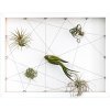 Obraz Gardners Obraz z živých rostlin Jogín 5 tillandsií, 30x40cm, bílá