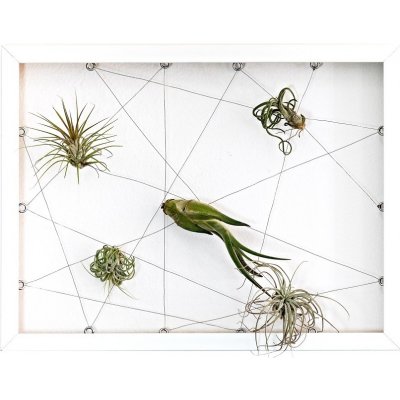 Gardners Obraz z živých rostlin Jogín 5 tillandsií, 30x40cm, bílá – Zboží Mobilmania