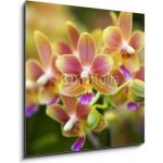 Obraz 1D - 50 x 50 cm - Pink Yellow Spotted Orchids Hong Kong Flower Market Růžové žluté skvrnité orchideje Hongkongský květinový trh – Hledejceny.cz