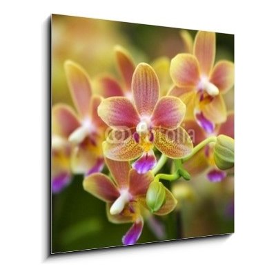 Obraz 1D - 50 x 50 cm - Pink Yellow Spotted Orchids Hong Kong Flower Market Růžové žluté skvrnité orchideje Hongkongský květinový trh – Hledejceny.cz