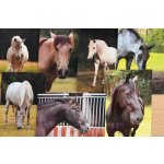 Pohlednice Ponynka.cz - set 7 ks pohlednic Koně (1-7/2018) – Zboží Dáma