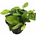 Anubias barteri var. nana Golden – Zboží Dáma