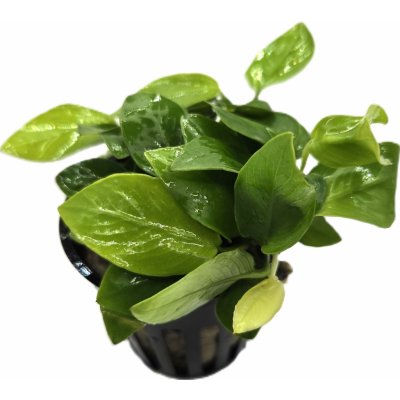 Anubias barteri var. nana Golden – Zboží Dáma