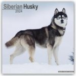 Siberian Husky Square Dog Breed Wall 16 Month 2024 – Hledejceny.cz
