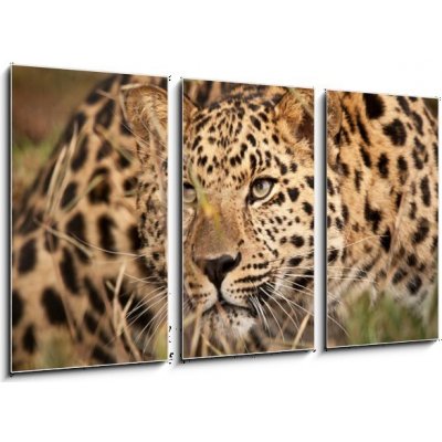 Obraz 3D třídílný - 90 x 50 cm - Leopard Hunting Leopard lov