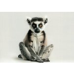 Pohlednice Lemur 2 – Zboží Dáma