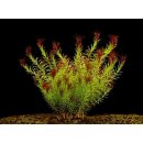 Rotala wallichii - Kolovka Wallichova