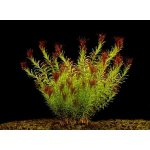 Rotala wallichii - Kolovka Wallichova – Zboží Mobilmania