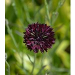 Chrpa černá - Centaurea cyanus - semena - 50 ks – Hledejceny.cz