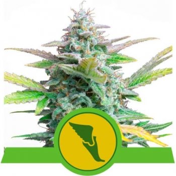 Royal Queen Seeds Quick One Auto - RQS ks: 10