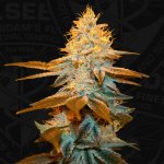 T.H. Seeds Strawberry Glue semena neobsahují THC 2 ks – Zbozi.Blesk.cz