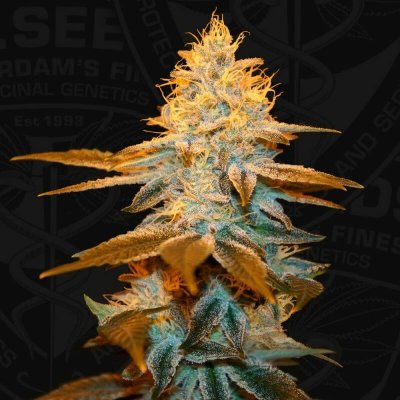 T.H. Seeds Strawberry Glue semena neobsahují THC 2 ks – Zbozi.Blesk.cz
