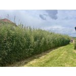 Fargesia Viking - sleva do 15. 8. nebo vyprodání Velikost: M: 6 - 10 stébel, 120 - 160 cm – Sleviste.cz