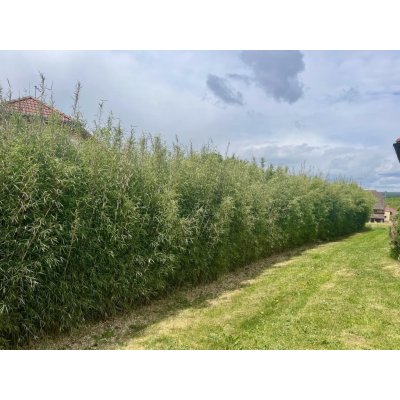 Fargesia Viking - sleva do 15. 8. nebo vyprodání Velikost: M: 6 - 10 stébel, 120 - 160 cm – Sleviste.cz