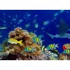 Tapety WEBLUX Fototapeta plátno colorful wide underwater coral reef panorama banner background with many fishes turtle and marine life / Unterwasser Korallenriff breit Hintergru 240 x 174 cm