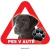 Autovýbava Grel nálepka na plech pozor pes v autě labrador černý