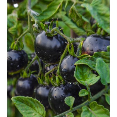 BIO Rajče Indigo Rose - Solanum lycopersicum - bio semena rajčete - 7 ks – Hledejceny.cz