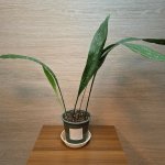 Aspidistra Elatior Milky Way č2 – Hledejceny.cz