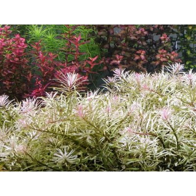 Ludwigia sp. white – Zboží Mobilmania