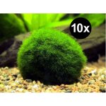 Cladophora aegagropila - Mechová koule 10 ks – Zboží Dáma