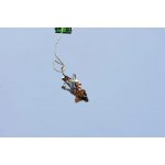 Bungee jumping z jeřábu ve dvou – Hledejceny.cz