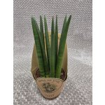 Sansevieria Cylindrica silné výhony – Hledejceny.cz