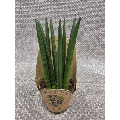 Sansevieria Cylindrica silné výhony – Hledejceny.cz