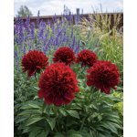 Pivoňka 'Belgravia' 1 ks – Hledejceny.cz