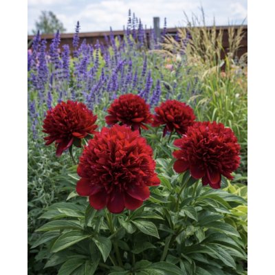 Pivoňka 'Belgravia' 1 ks – Hledejceny.cz