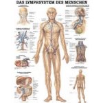 Rüdiger-Anatomie Naučný plakát Lymfatický systém – Zboží Dáma