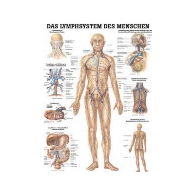 Rüdiger-Anatomie Naučný plakát Lymfatický systém – Zboží Dáma