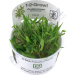 Cryptocoryne wendtii Green – Zboží Dáma