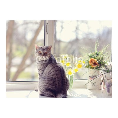 WEBLUX 44792547 Fototapeta vliesová cat sitting on the windowsill in the flowers on the background o kočka sedí na parapetu v květech na pozadí o rozměry 100 x 73 cm