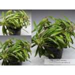 Eustralis stellata - Eustralka hvězdicovitá – Hledejceny.cz