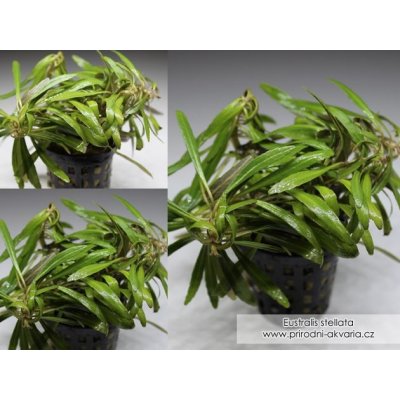Eustralis stellata - Eustralka hvězdicovitá – Hledejceny.cz