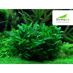 Cryptocoryne wendtii - Kryptokoryna Wendtova