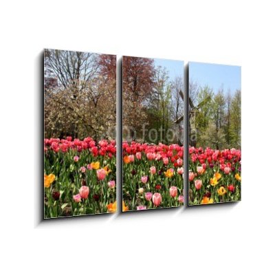 Obraz 3D třídílný - 105 x 70 cm - Holland windmills and tulips Holland větrné mlýny a tulipány – Zboží Mobilmania