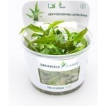 Cryptocoryne usteriana - Kryptokoryna kalatkolistá – Zboží Dáma