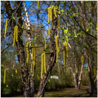 Bříza černá - Betula nigra - osivo břízy - 15 ks – Zboží Mobilmania