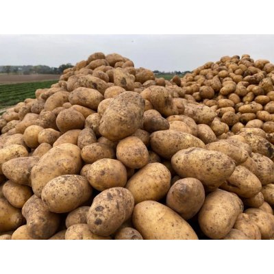 HANČ Vraňany Brambory konzumní 25 kg Odrůda: Bernina - var. typ A – Hledejceny.cz