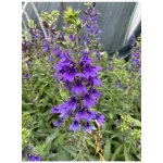 Lobelia speciosa STARSHIP BLUE - lobelka – Sleviste.cz