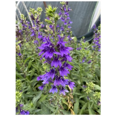 Lobelia speciosa STARSHIP BLUE - lobelka – Sleviste.cz