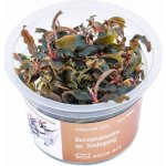 Bucephalandra Kedagang – Zboží Dáma