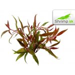 Alternanthera rosaefolia - Plevuňka růžolistá – Zboží Dáma Alternanthera rosaefolia - Plevuňka růžolistá – Zboží Dáma