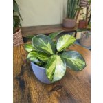 Hoya Carnosa Tricolor – Sleviste.cz