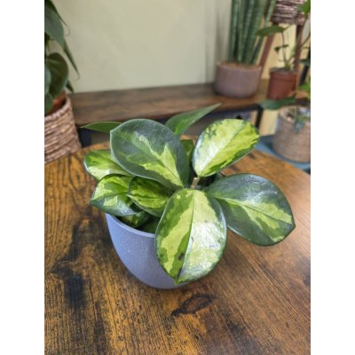 Hoya Carnosa Tricolor – Sleviste.cz