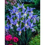 Kosatec 'Shanghai hollandica' 10 ks – Sleviste.cz