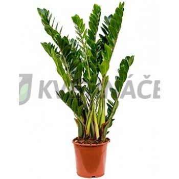 Zamioculcas zamiifolia 21x80cm