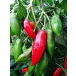 Habanero Paper Lantern – Zboží Dáma